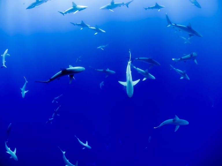 L'attrait du tourisme de la plongée avec les requins